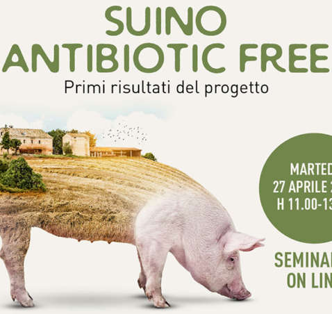 Il suino antibiotic free nelle Marche