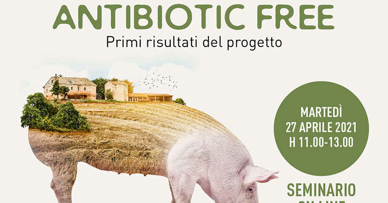 Il suino antibiotic free nelle Marche