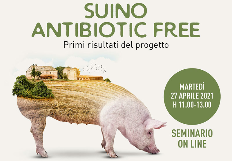 Il suino antibiotic free nelle Marche