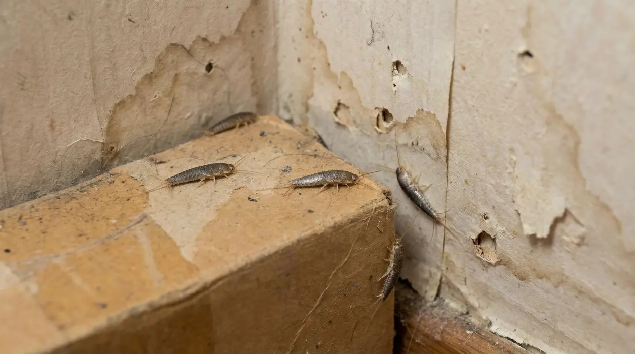 Pesciolini d’argento su cartone vicino a muro scrostato e umido, segnale di problemi di umidità in casa
