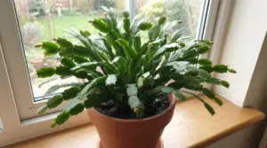 Cactus di Natale in vaso sul davanzale, con molti boccioli chiari pronti a fiorire vicino alla finestra